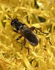 Thecophora