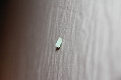 Flatormenis proxima