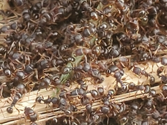 Tetramorium immigrans