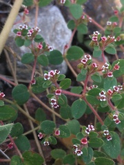 Euphorbia arizonica