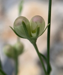 Menodora scabra glabrescens