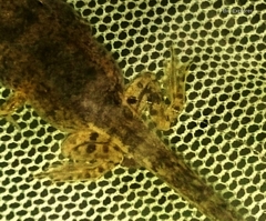 Fejervarya cancrivora