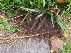 Tetramorium immigrans