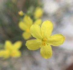 Menodora scabra glabrescens