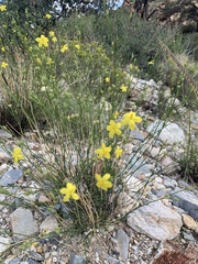 Menodora scabra glabrescens