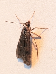 Nomophila