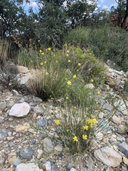 Menodora scabra glabrescens