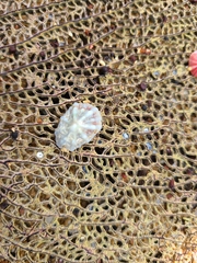 Hemitoma octoradiata