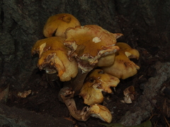 Armillaria mellea
