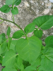 Solanum dulcamara