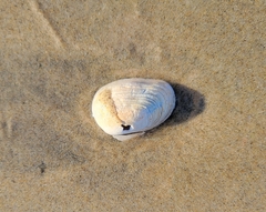 Veneridae