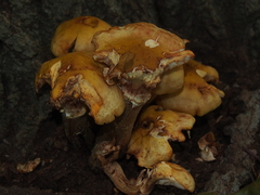 Armillaria mellea