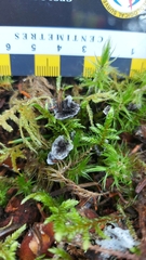 Phellodon niger