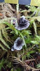 Phellodon niger