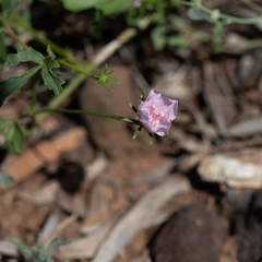 Hibiscus brachysiphonius