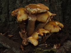 Armillaria mellea