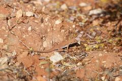 Ctenophorus isolepis