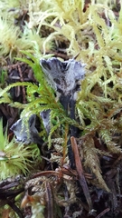 Phellodon niger