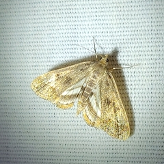 Parapoynx obscuralis