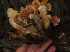Armillaria mellea