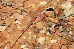 Ctenophorus isolepis