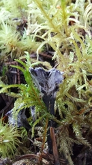 Phellodon niger