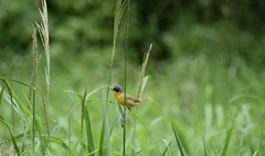 Geothlypis poliocephala
