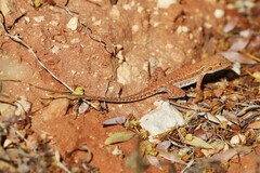 Ctenophorus isolepis