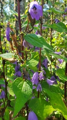 Campanula rapunculoides