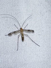 Macrocera