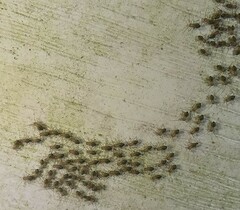 Cerastipsocus venosus