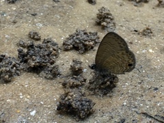 Prosotas nora superdates