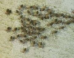 Cerastipsocus venosus