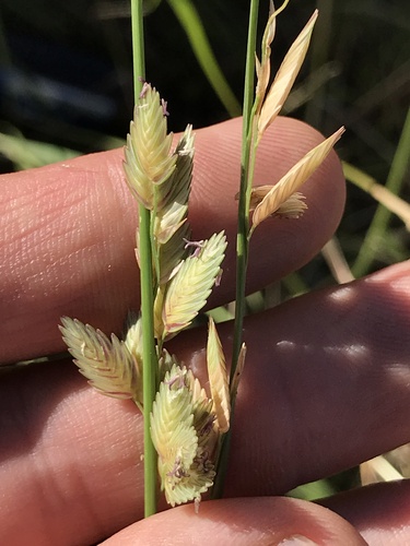 Eragrostis superba iNat (2)