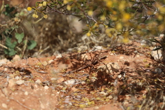 Ctenophorus isolepis