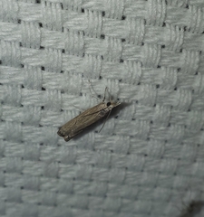 Varneria postremella