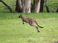 Macropus fuliginosus