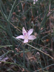 Stephanomeria pauciflora