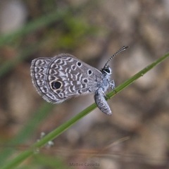 Hemiargus ceraunus astenidas