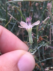 Stephanomeria pauciflora