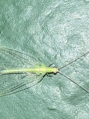 Chrysoperla rufilabris