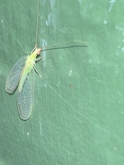 Chrysoperla rufilabris