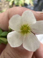 Oxalis alpina