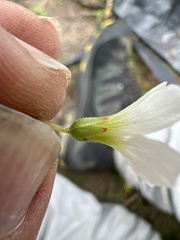 Oxalis alpina