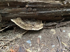 Phaeolus schweinitzii