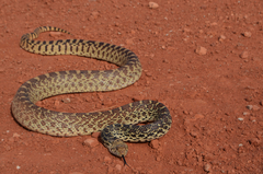Pituophis catenifer sayi