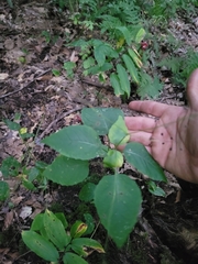 Circaea canadensis