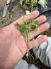 Oxalis alpina