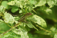 Anolis auratus