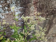 Eupatorium pubescens